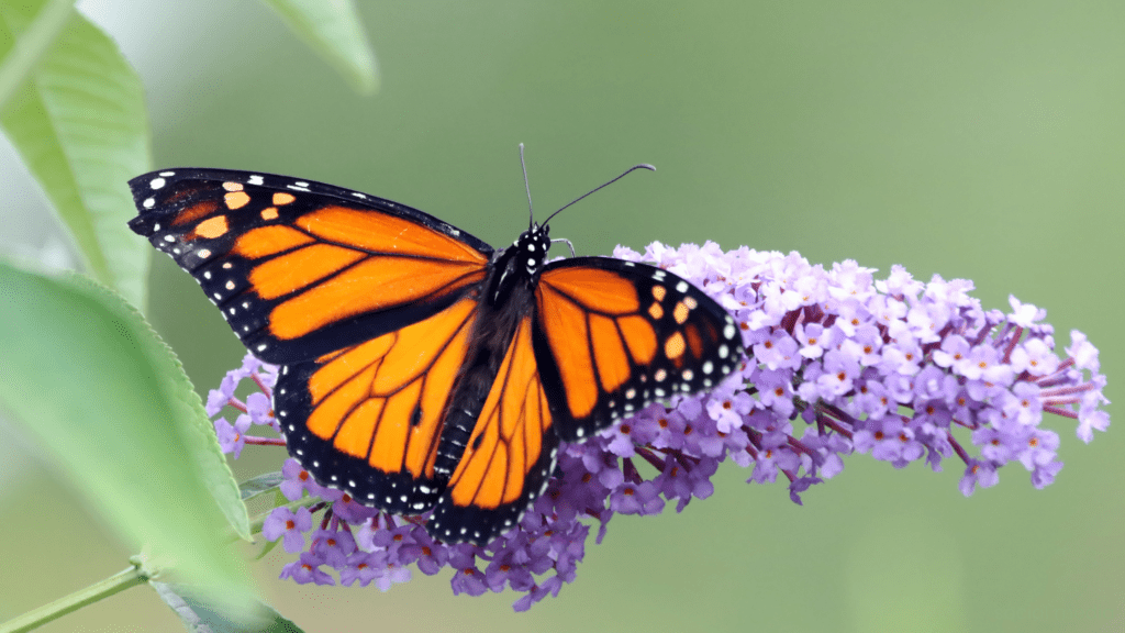 Butterfly on a purple flower
