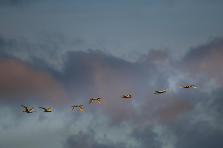 Flock of birds in flight formation