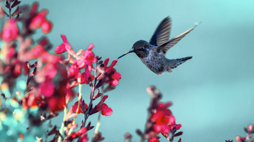 Hummingbird sucking nectar from a pink flower
