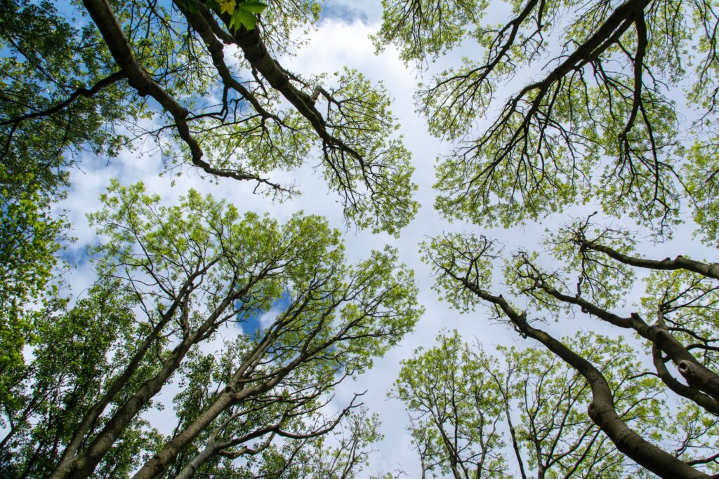 Forest canopy to show interconnectedness