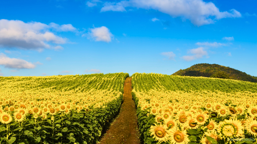 A path through a field of sunflowers