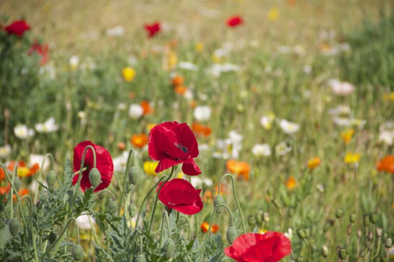 a field of multicolored poppies