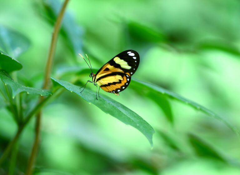 small yellow butterfly on a leaf