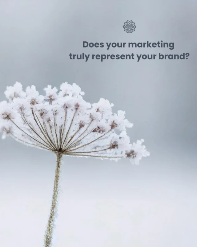 Does your marketing reflect your brand? ✨⠀⠀Your logo, color palette, website design, social media, and emails should all speak with one clear voice. A holistic approach ensures your brand feels cohesive and resonates at every touchpoint.⠀⠀Ready to refresh your brand? Contact us today 🌻✨⠀⠀#HolisticBranding #BrandAlignment #BrandRefresh #VisualIdentity #ConsistentBranding #AlignedMarketing⠀⠀