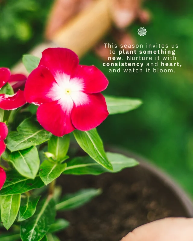 This season invites us to plant something new.⠀⠀✨ A vision for what could grow⠀ 🌱 A single seed⠀ 💛 A clear intention⠀ 💧 A little daily care⠀⠀The same is true for your work. Every post, every conversation, every act of service plants something. Nurture it with consistency and heart, and watch what blooms.⠀⠀What are you planting this season? 🌱🌸⠀⠀#PlantAFlowerDay #ConsciousMarketing #NatureInspiredMarketing #InboundMarketing #CommunityFocused #GrowthDriven #DigitalMarketingServices #MandaliMedia⠀⠀